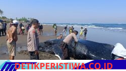 Polres Jembrana dan Instansi Terkait Bersinergi, Tangani Paus Bungkuk Terdampar di Pantai Perancak Sesuai Prosedur Konservasi