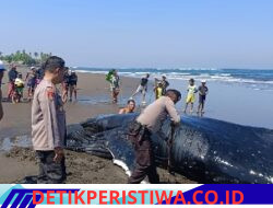 Polres Jembrana dan Instansi Terkait Bersinergi, Tangani Paus Bungkuk Terdampar di Pantai Perancak Sesuai Prosedur Konservasi