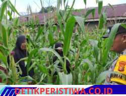 Polsek Bangkinang Barat Terus Pantau Perawatan Tanaman Jagung Milik Kelompok Wanita Tani Wujud Polri Program Ketahan Pangan