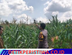 Perawatan Rutin Pertumbuhan Jagung dilakukan Personel Polsek Bangkinang Barat Desa Siabu Dukungan Program Asta Cita