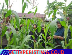 Monitoring Perkembangan Jagung Perkebunan Milik Kelompok Wanita Tani Terus di Pantau Bhabinkamtibmas Polsek Bangkinang Barat