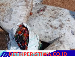 POLSEK AIR KUMBANG UNGKAP KASUS PENCURIAN BERONDOLAN SAWIT, SATU PELAKU DIAMANKAN
