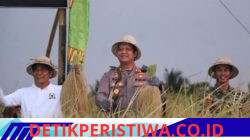 Dukung Ketahanan Pangan Nasional dan Perkuat Sinergi, Wakapolda Bali Hadiri Panen Raya TNI di Tabanan