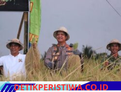 Dukung Ketahanan Pangan Nasional dan Perkuat Sinergi, Wakapolda Bali Hadiri Panen Raya TNI di Tabanan