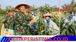 Panen Raya Serentak, Danlanal Dumai Perkuat Ketahanan Pangan Nasional Melalui Hasil Panen Jagung dan Ketela Pohon