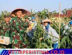 Panen Raya Serentak, Danlanal Dumai Perkuat Ketahanan Pangan Nasional Melalui Hasil Panen Jagung dan Ketela Pohon