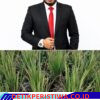 Tarmizi Age: Sawah Padi Kering Pemerintah di Usul Bangun Sumur Bor