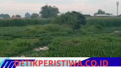 Petani Desa Kedungbanteng dan Putat Keluhkan Saluran Irigasi Tersumbat, Harapkan Normalisasi dari Pemerintah