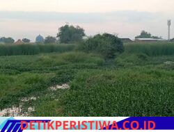 Petani Desa Kedungbanteng dan Putat Keluhkan Saluran Irigasi Tersumbat, Harapkan Normalisasi dari Pemerintah