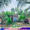 Polres Langsa Berhasil Amankan 83 Batang Tanaman Ganja Siap Panen Di Perkebunan Sawit