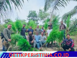 Polres Langsa Berhasil Amankan 83 Batang Tanaman Ganja Siap Panen Di Perkebunan Sawit