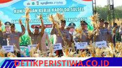 Kapolda Sulsel Hadiri Panen Raya Jagung Kuartal III di Sidrap, Dukung Swasembada Pangan Nasional