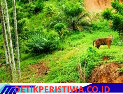 Harimau Dekati Permukiman, Polsek Simpang Jernih Berkoordinasi dengan BKSDA dan Imbau Warga Tingkatkan Kewaspadaan