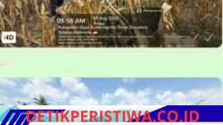 Dukung Ketahanan Pangan, Polsek Belitang III Sukses Panen Jagung di Desa Karang Jadi