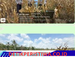 Dukung Ketahanan Pangan, Polsek Belitang III Sukses Panen Jagung di Desa Karang Jadi