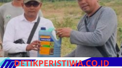 Nine Months After The Floods, RPRLB Launches A Pilot Program To Restore Agricultural Land Through Peanut Cultivation In Bireuen