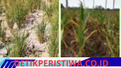 Kurangnya Air Dan Penyakit Hama, di Perkirakan Tahun 2026 ini Para Petani Gagal Panen