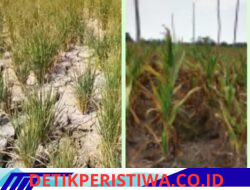 Kurangnya Air Dan Penyakit Hama, di Perkirakan Tahun 2026 ini Para Petani Gagal Panen
