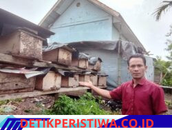 Potensi Lokal Jadi Peluang Usaha, Reje Ulu Naron Sukses Kembangkan Madu Apis cerana