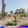 Petugas DLHK Sidoarjo Pangkas Pohon di Desa Kalicabean Disorot, Diduga Mengabaikan APD Sesuai Standar K3