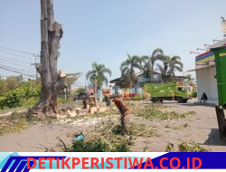 Petugas DLHK Sidoarjo Pangkas Pohon di Desa Kalicabean Disorot, Diduga Mengabaikan APD Sesuai Standar K3