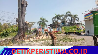 Petugas DLHK Sidoarjo Pangkas Pohon di Desa Kalicabean Disorot, Diduga Mengabaikan APD Sesuai Standar K3