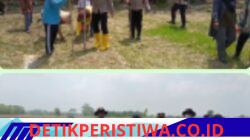 Kegiatan Penanaman Jagung Kuartal Iii Tahun 2026 Di Desa Persiapan Tunggal Jaya Belitang Jaya