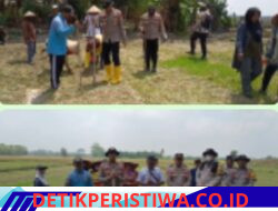 Kegiatan Penanaman Jagung Kuartal Iii Tahun 2026 Di Desa Persiapan Tunggal Jaya Belitang Jaya
