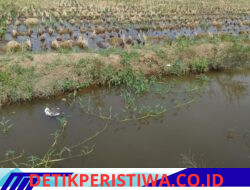Sawah Petani di Sport Center Batang Kuis Diduga Akan Diambil Ahli, Warga Desa Sena Pertanyakan Dasar Hukumnya