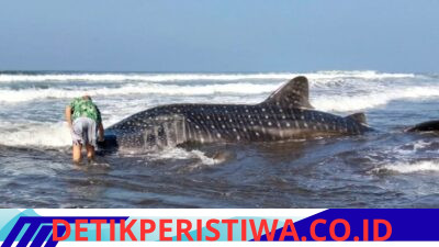 Jajaran Polsek Pekutatan Amankan Hiu Paus yang Terdampar, di Pantai Pengeragoan Kec. Pekutatan 
