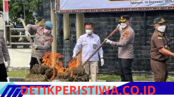 Polres Aceh Tengah Musnahkan 101,9 Kilogram Ganja, Kapolres Tegaskan Bandar Narkoba Jangan Coba Bermain di Takengon