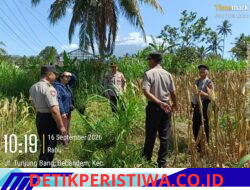 Dukung Program Ketahanan Pangan, Kapolsek Bebandem Tinjau Lahan Jagung Siap Panen di Banjar Dinas Kastala