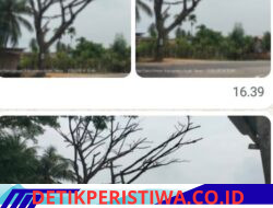Pohon Lapuk Lintas Medan-Banda Aceh Ancam Keselamatan Warga, Aktivis BAI Kecam Sikap Acuh Plt Kadis BPBD Aceh Timur