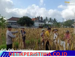 Dukung Swasembada Pangan, Polsek Bebandem Monitoring Panen Jagung di Desa Bebandem