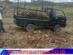 Diduga Rusak Kebun Nenas Warga dan Coba Hilangkan Barang Bukti, Murni Tobing Dilaporkan ke Polres Tapanuli Utara