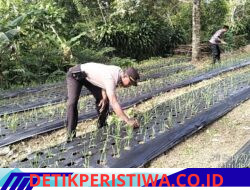 Dukung Program Ketahanan Pangan Nasional, Kapolsek Bebandem Cek Langsung Perkembangan Tanaman Bawang Putih di Desa Jungutan