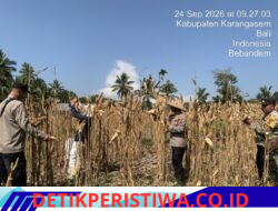 Dukung Program Asta Cita Presiden RI, Polsek Bebandem Gelar Panen Jagung Bersama Warga guna Perkuat Ketahanan Pangan Nasional