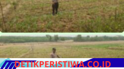Bhabinkamtibmas Polsek Belitang III Cek Tanaman Jagung Dukung Program Ketahanan Pangan
