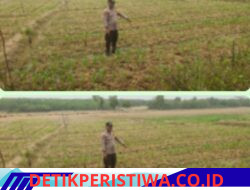 Bhabinkamtibmas Polsek Belitang III Cek Tanaman Jagung Dukung Program Ketahanan Pangan