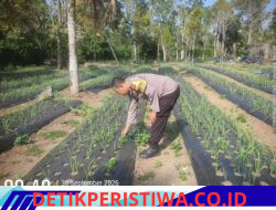 Dukung Program Asta Cita Presiden, Bhabinkamtibmas Desa Jungutan Cek Perkembangan Budidaya Bawang Putih