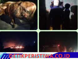 50% Ludes Hangus Terbakar Rumah Sukardi Warga Desa Srimulyo Yang Berlokasikan, di Rt, 16/ RW, 006 Belitang Mulya