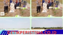 Kegiatan Panen Jagung Diwilayah Polsek Belitang Iii Polres Oku Timur