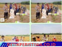 Kegiatan Panen Jagung Diwilayah Polsek Belitang Iii Polres Oku Timur