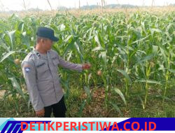 Bhabinkamtibmas Desa Sumberjaya, Aipda Hendro Saputro Giat Melaksanakan Pengecekan Dan Pemantauan Lahan Pertanian Jagung Milik Warga Binaannya
