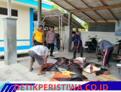 Polres Jembrana Bekuk Tiga Pelaku Penangkapan dan Perdagangan Satwa Dilindungi, 11 Ekor Pari Mobula Diamankan