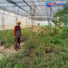 Screen House Rp486 Juta di Bugeng Terlantar, Ketua Umum RPR-LB Soroti Nasib Petani Kecil