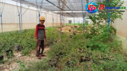 Screen House Rp486 Juta di Bugeng Terlantar, Ketua Umum RPR-LB Soroti Nasib Petani Kecil