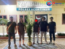 Polres Aceh Timur Berhasil Ungkap Kebun Ganja di Peureulak